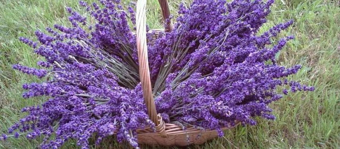 Αυτές είναι οι 5 χρήσεις που έχει η λεβάντα